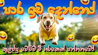 පාර ඉඩ දෙන්නෝ මෙන්න පන්නනවෝ🤪 A Labrador puppy playing labrador doglover trending [upl. by Deanne]