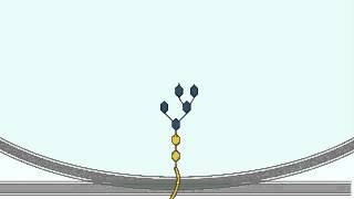 Glycosylation  Glycosylation Process in Glogi Apparatus Detailed Explanation [upl. by Ila]