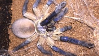 Monocentropus Balfouri Socotra Island Blue Baboon Tarantula 🕷Update And Feeding [upl. by Sillaw]