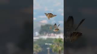 Peregrine Falcon 🕊️ The Sky Hunter amazingfacts birds factsinhindi knowledge new ytshorts [upl. by Hsirahc]