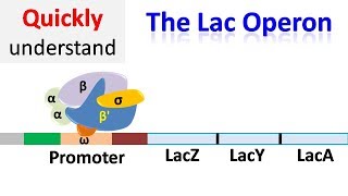 The Lac operon  Regulation of gene expression [upl. by Harras]