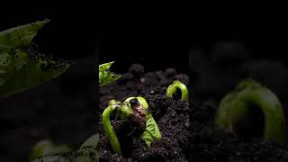 Mesmerizing Seed to Plant Growing TimeLapse 🌱  Witness Nature’s Magic Unfold Part 01 PlantGrowth [upl. by Junia]