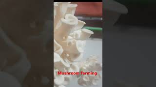 Its fruiting mushroomfarming [upl. by Siroval]