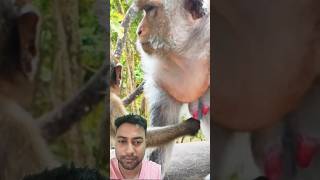 Oh No😂🤣funny monkey viralvideo viralshorts comdey youtubeshorts [upl. by Oicaro]