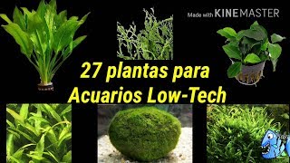 27 plantas para Acuarios low tech o acuarios de bajos requerimientos de agua dulce [upl. by Decamp]