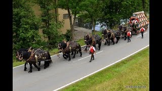 Pichelsteiner Festzug 2017  20 Minuten mit dem 10er Zug durch die Stadt Regen [upl. by Olmstead]