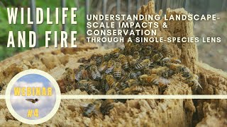 Wildlife and Fire Understanding LandscapeScale Impacts amp Conservation [upl. by Arehs]