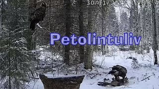 Karmisko dla orłów  dostawa  PETOLINTULIVE Finlandia  30 11 2023 [upl. by Jerrol]