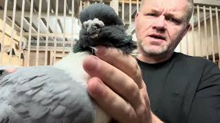 Meet BayMax The Strasser Pigeon [upl. by Aible]