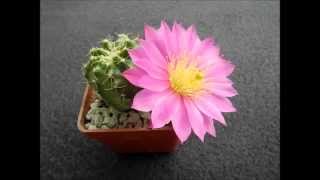 Echinocereus pulchellus [upl. by Anilrats]