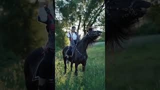 black horseblack horse katy perryblack horse fly black horse animals hourse [upl. by Omlesna]