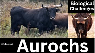 Aurochs [upl. by Knight]