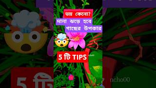 দানা ঝড়ে হবে গাছের উপকার5টি টিপস দানাDanagardenytshortsshortsplantcarebudgetterracegarden [upl. by Isyad]