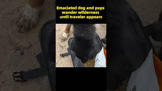 Emaciated dog and pups wander wilderness until traveler appears animalshelter puppy rescuedog [upl. by Trygve]