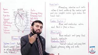 Class 9  Biology  Chapter 9  Lecture 11 Blood Circulation Cardiac Cycle  Allied Schools [upl. by Lanny]