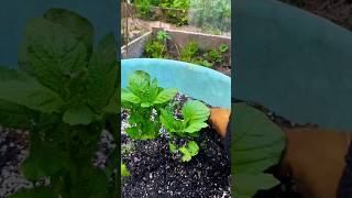 Hilling Potatoes gardeningtips growingpotatoes [upl. by Bar]