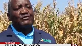 Fall Armyworm Invasion  The Pulse on JoyNews 5418 [upl. by Fredkin]