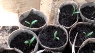 Musselburgh Leek Experiment In Toilet Rolls amp Planting Parsnips In The Ground in Kitchen Rolls 118 [upl. by Lenrad803]