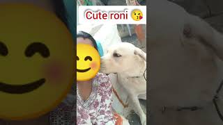 Maa ke sath khel raha hai Roni dog labradorr labradordoglover youtube funny dogs trending [upl. by Halland969]