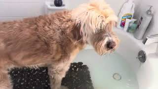 Rub a dub dub Doodle in a tub￼DogsFunnyDoodleTheDog please subscribe and check out my channel [upl. by Gunning]