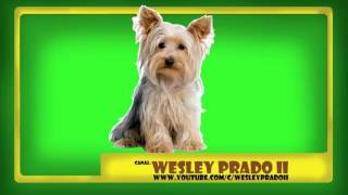 som de latidos de yorkshire terrier  Sound of yorkshire terrier barking [upl. by Rednave655]