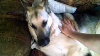 MoJo German Shepherd Seizures [upl. by Etteniuq]