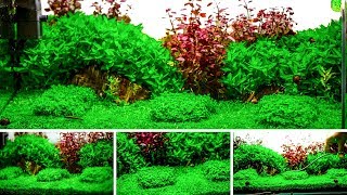 Aquarium  Plant Trimming  Garden Style [upl. by Arutek]