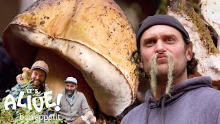 Brad Forages for Porcini Mushrooms  Its Alive  Bon Appétit [upl. by Noelani392]