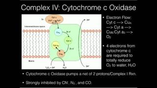 Electron Transport Chain Oxidative Phosphorylation [upl. by Atinek493]