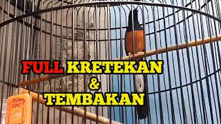 Masteran Murai Batu LOMBA  isian KRETEKAN dan TEMBAKAN cocok untuk pemula PEMAIN GANTANGAN [upl. by Rj]