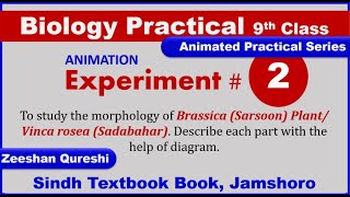 Animation of Morphology of Brassica Plant I Practical 2 I Biology 9th Class I Karachi Board [upl. by Leiser452]