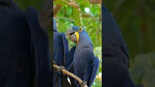 Hyacinth Macaw Anodorhynchus hyacinthinusshorts [upl. by Taryn]