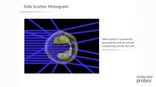 Molecular Probes Tutorial Series—Introduction to Flow Cytometry [upl. by Phillada99]