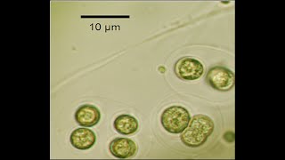 Micro Lesson 4 Proteobacteria Gramnegative and Grampositive Bacteria Phototrophics and Archaea [upl. by Noeled850]