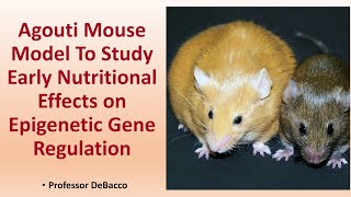 Agouti Mouse Model To Study Early Nutritional Effects on Epigenetic Gene Regulation [upl. by Oswin896]