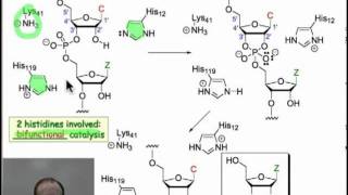 Enzymatic Hydrolysis of Phosphodiesters [upl. by Rases692]