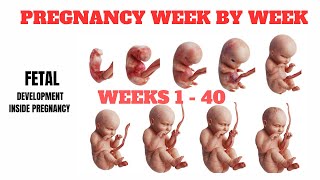 PREGNANCY WEEK BY WEEK  140 WEEKS Fetal Development [upl. by Llij577]