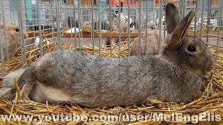 Lapin Argenté Anglais Brun  English Silver Rabbit  Englisches Silberkaninchen [upl. by Eseilana712]