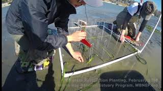 Eelgrass Restoration Planting February 2018 [upl. by Danby]