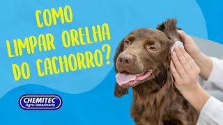 Como limpar orelha do cachorro  Chemitec [upl. by Ahsaek]