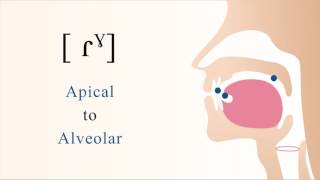 ɾˠ  voiced apical alveolar velarized tap [upl. by Laurette]