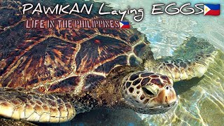 Sea Turtle Laying Eggs Fauna In The Philippines 🇵🇭 Amazing Laying Eggs Spotted seaturtles animals [upl. by Silirama]