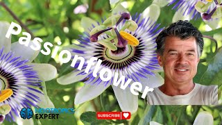 Passionflower for sleep anxiety GABA and ADHD [upl. by Leasi]