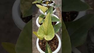 Anthurium CORONG VARIGATA  BROWNII VARIAGATED [upl. by Retsehc]