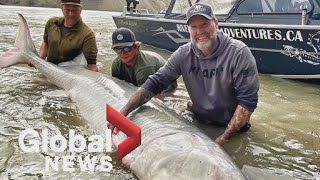 700pound sturgeon hooked on BC catchandrelease fishing trip [upl. by Nage]