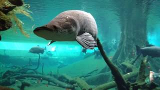 Barcelona CosmoCaixa  Amazon aquarium PART 1 [upl. by Axe]