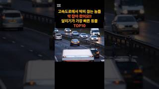 달리기가 가장 빠른 동물 TOP 10 [upl. by Noyerb]