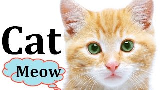 Cats kittens Meowing Purring Hissing Talking Funny Loudly Sound Effect Song Compilation Growl Videos [upl. by Ahseikram]