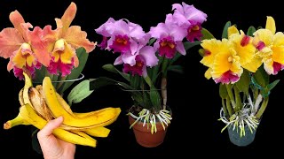 Just 1 banana Orchid roots to stab immediately and bloom all year round [upl. by Galateah]