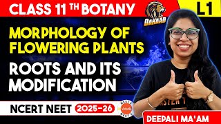 Roots and its modification  Morphology of Flowering Plants Class 11 Chapter 5 Biology NEET [upl. by Ladiv]